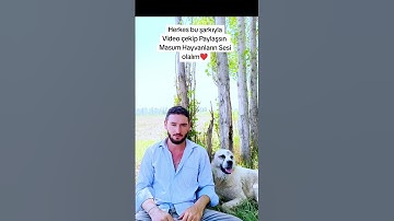 Sokak hayvanları için Şarkı #yasayıgeriçek #hayvanlar