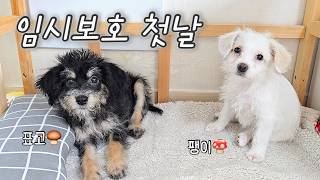 귀엽고 애교 많은 버섯이 왔어요~!ㅣ1인가구 유기견 임시보호
