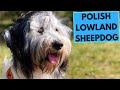 Polish Lowland Sheepdog - TOP 10 Interesting Facts の動画、YouTube動画。