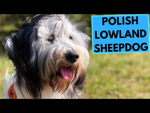 วีดีโอ: สุนัขพันธุ์โปแลนด์ Lowland Sheepdog Hypoallergenic สุขภาพและชีวิต