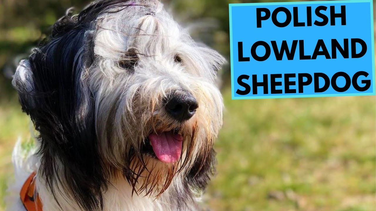 Polish Lowland Sheepdog - TOP 10 Interesting Facts