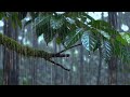 Deep Forest Rain Sounds for Sleeping Instantly 🌧️ Pure Nature Ambience, No Noise, No Music