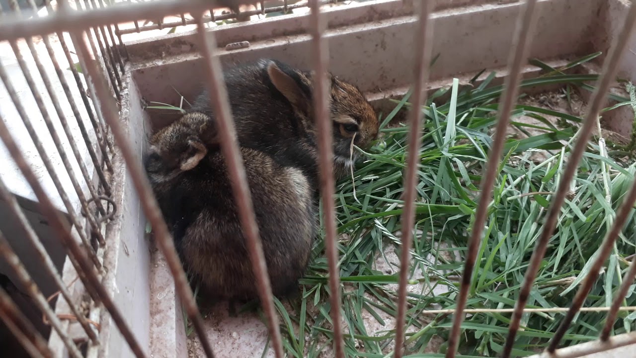 Filhotes de coelho do mato como se alimenta ?