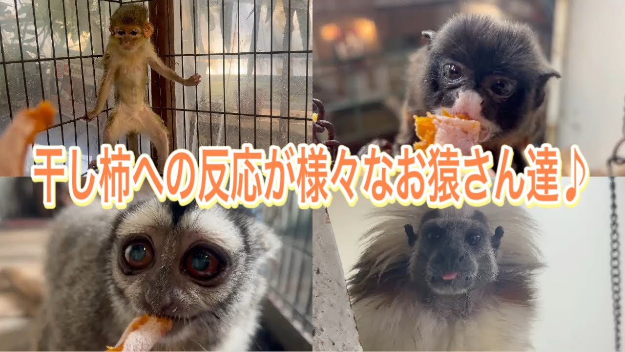 おそらく初めての干し柿！？お猿さん達の反応が様々で楽しめました♫