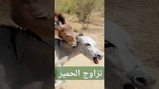Donkey Mating تزاوج الحمیر