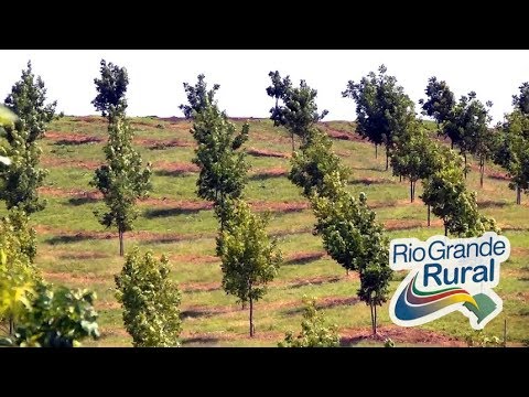 Vídeo: Como Cultivar Nozes No Campo