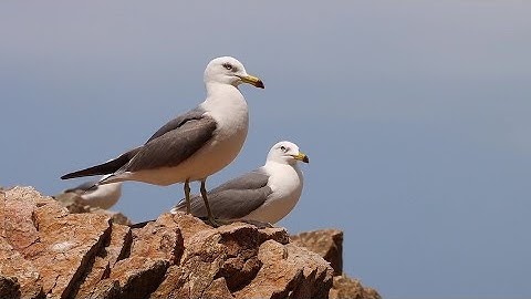 Khám phá loài chim biển đầy thú vị - Chim Hải Âu
