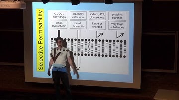 Selective Permeability