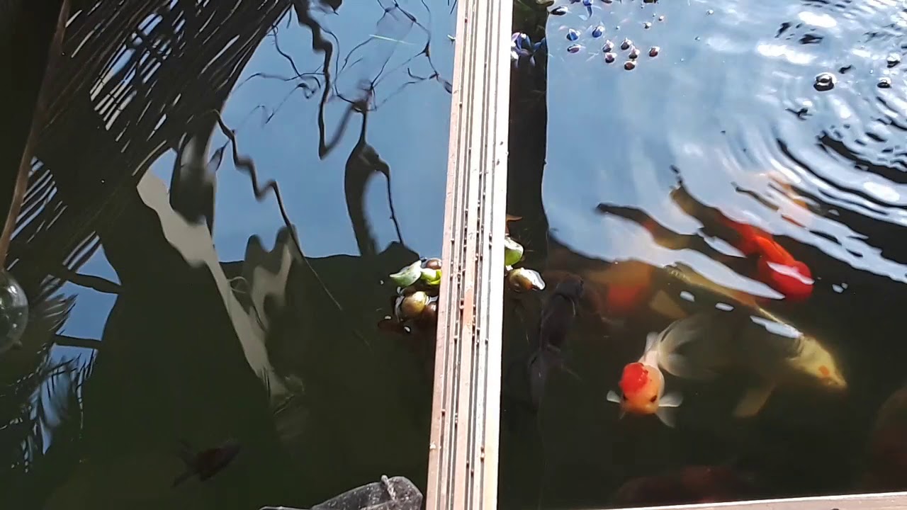 New Ranchus In The 200 Gallon Pond YouTube