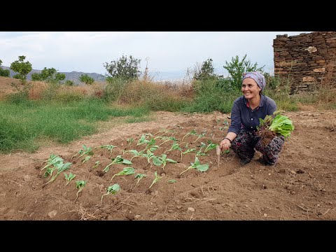 Hiç Ama Hiç Susuz Kışlık Mahsül Dikimi | Susuz Yetişen Bitkiler | Köy Hayatı Yaşamak | Susuz Tarım