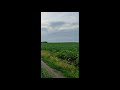 Венслави 22