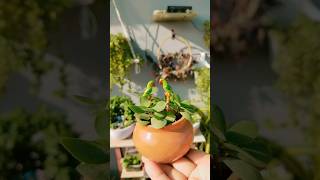 lucky plant jade plant topiyari update ☘️ #garden #plants #youtube #shots