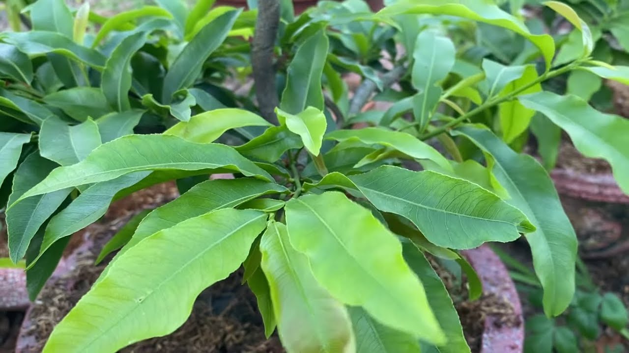 mai bị cháy lá đọt non nguyên nhân và cách ngăn chặn