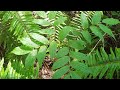 Prosartes hookeri drops of gold pnw native plant