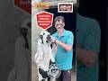 Heat Stroke Se Bakre Ko Kaise Bachaye?#goat #bakra #zorlivplasma #beetalgoat #vet#livertonic #shorts