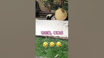#Shorts How Fast Can Panda Climb? | Pandagarten
