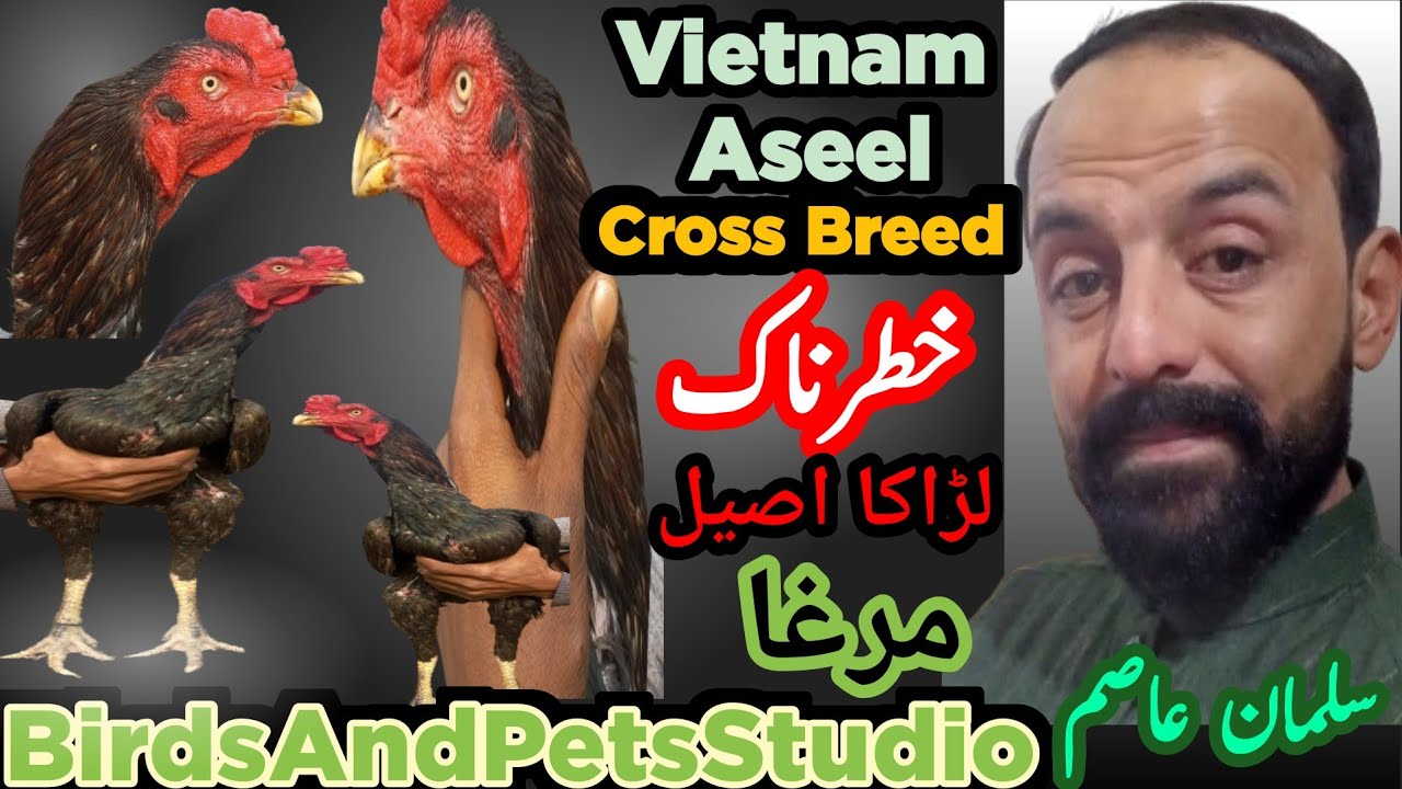 vietnam-aseel-birdsandpetsstudio-youtube