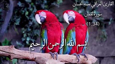 الشيخ نعمة الحسان - سورة لقمان - من الآية 1 إلى الآية 34