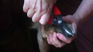 How To TRIM Goat Hooves!