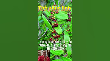 Thổ phục linh có tác dụng gì, cây thuốc nam củ khúc khắc bán ở đâu 0928080808