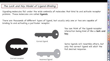 Human Physiology - Communication Lecture, Part 2 - The Ligand-Receptor Relationship