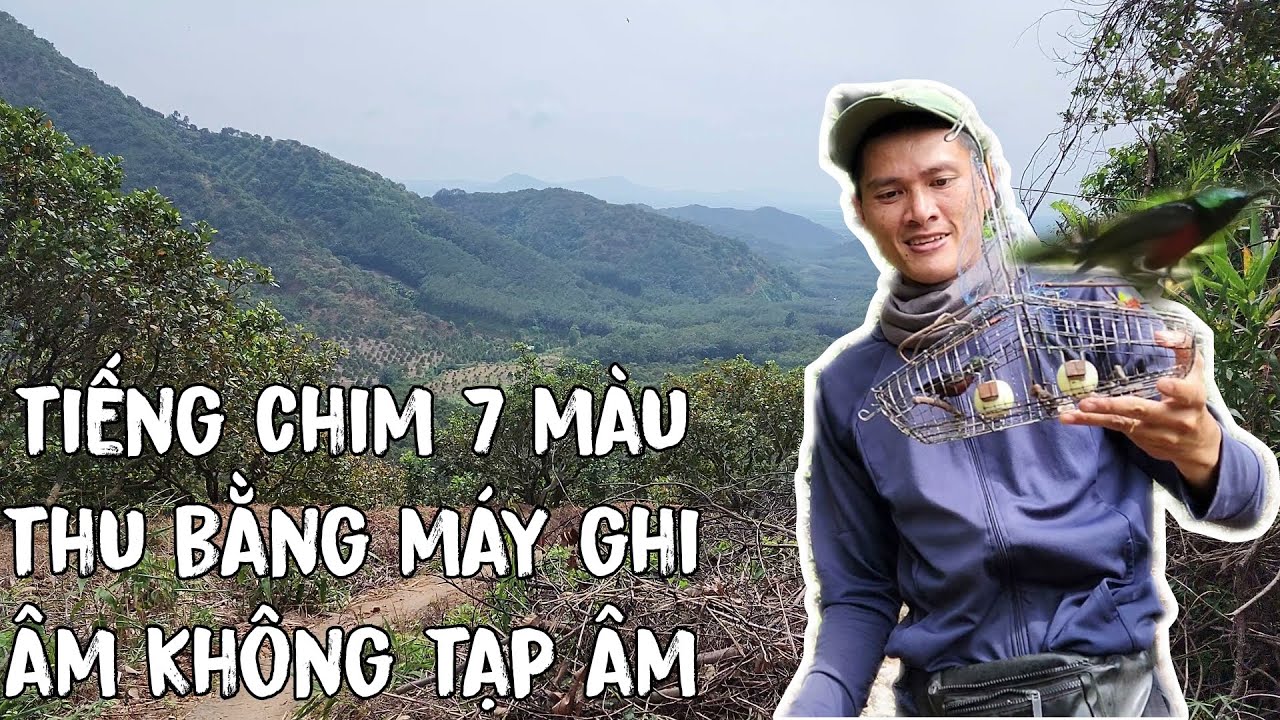 Tiếng Chim Hút Mật 7 Màu Mới Nhất 2025 Thu Tại Rừng Không Tạp Âm