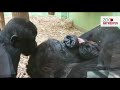 Prachtige gorillababy geboren in Mensapenvallei van ZOO Antwerpen