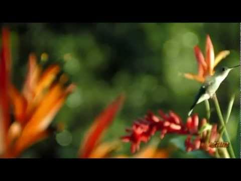 Gipsy Kings -