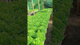 greenhouse 1 update #lettuce #lettucefarming