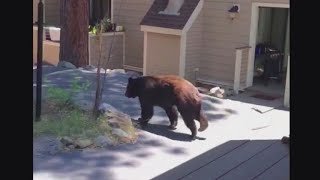 Mother takes on bear by herself, scares it away