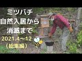 ミツバチ 自然入居から消滅まで(2021総集編)