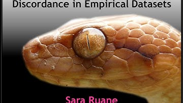 Gene-tree/species-tree discordance in small and large datasets