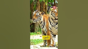 🇮🇳💚🔥 இந்தியாவின் இயற்கை தேசிய சின்னங்கள் 🪷🦚🐯| Part 1 🐘🌳 UPSC TAMIL #shorts #upsctamil #upsc #tnpsc