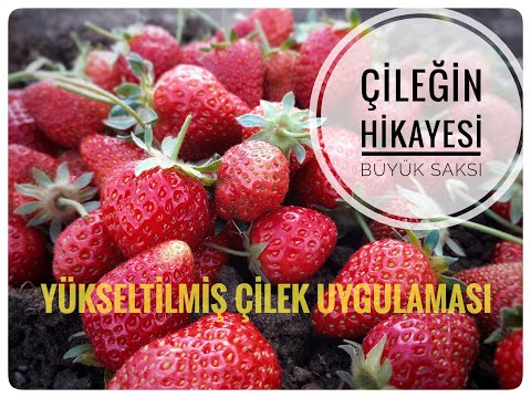 Video: Çilek Ile Dikey Sütunlar. Bir 