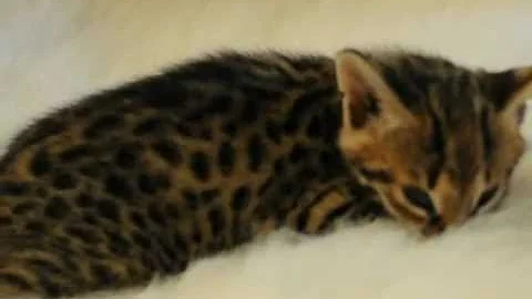 Video 4538501: savannah male, black serval, f1