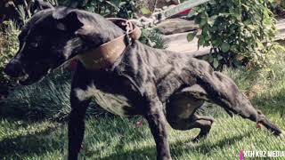 Original Real Working Game American Pitbull Terrier The Tribute The Artwork Apbt The Package