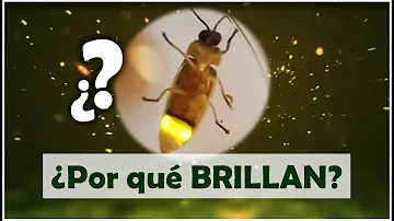 ¿Cómo se llama la luz que emiten las luciérnagas?