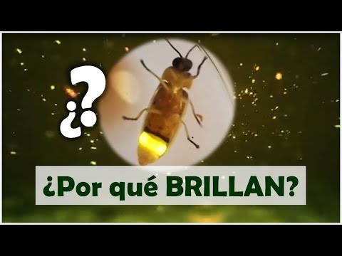 ¿POR QUÉ las LUCIÉRNAGAS BRILLAN en la Oscuridad? hqdefault