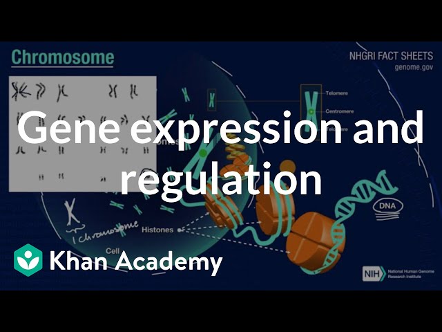 Gene Expression And Regulation Inheritance And Variation High School Biology Khan Academy Youtube Gene Expression And Regulation Inheritance And Variation High School Biology Khan Academy Youtube