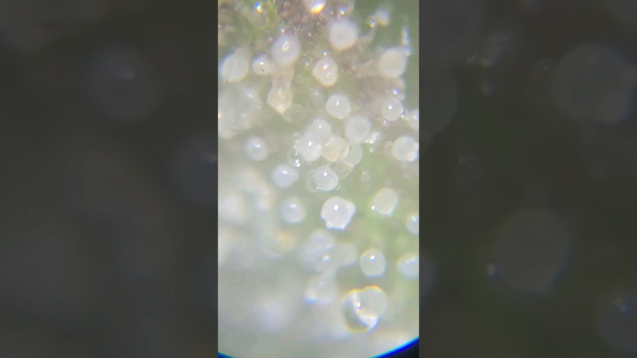 Milky And Amber Trichomes 