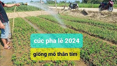 Cận cảnh cúc pha lê từ giống mô trồng để nhân giống tết 2024