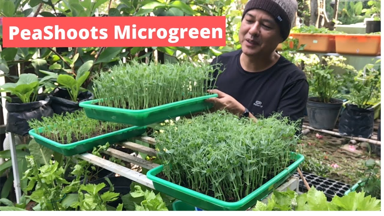 Pea Shoots Outdoor Media Tanah + Sekam Panen 12 Hari