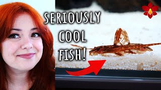 I found some of the rarest and most interesting fish!