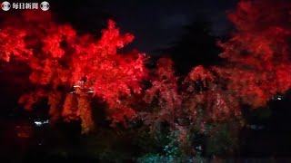 秋の情景テーマに光の競演　30日から「アーティスティック・オータム・ナイト」　静岡・沼津