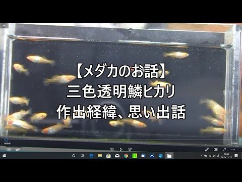 【メダカのお話】三色透明鱗ヒカリ 作出経緯、思い出話