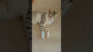 relax simba #virelvideo #cat