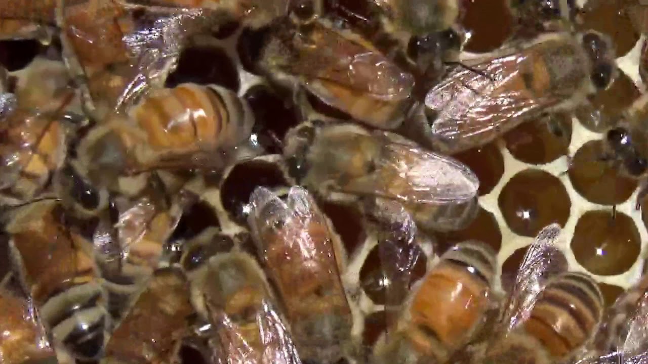 Sugar Shake for Mites