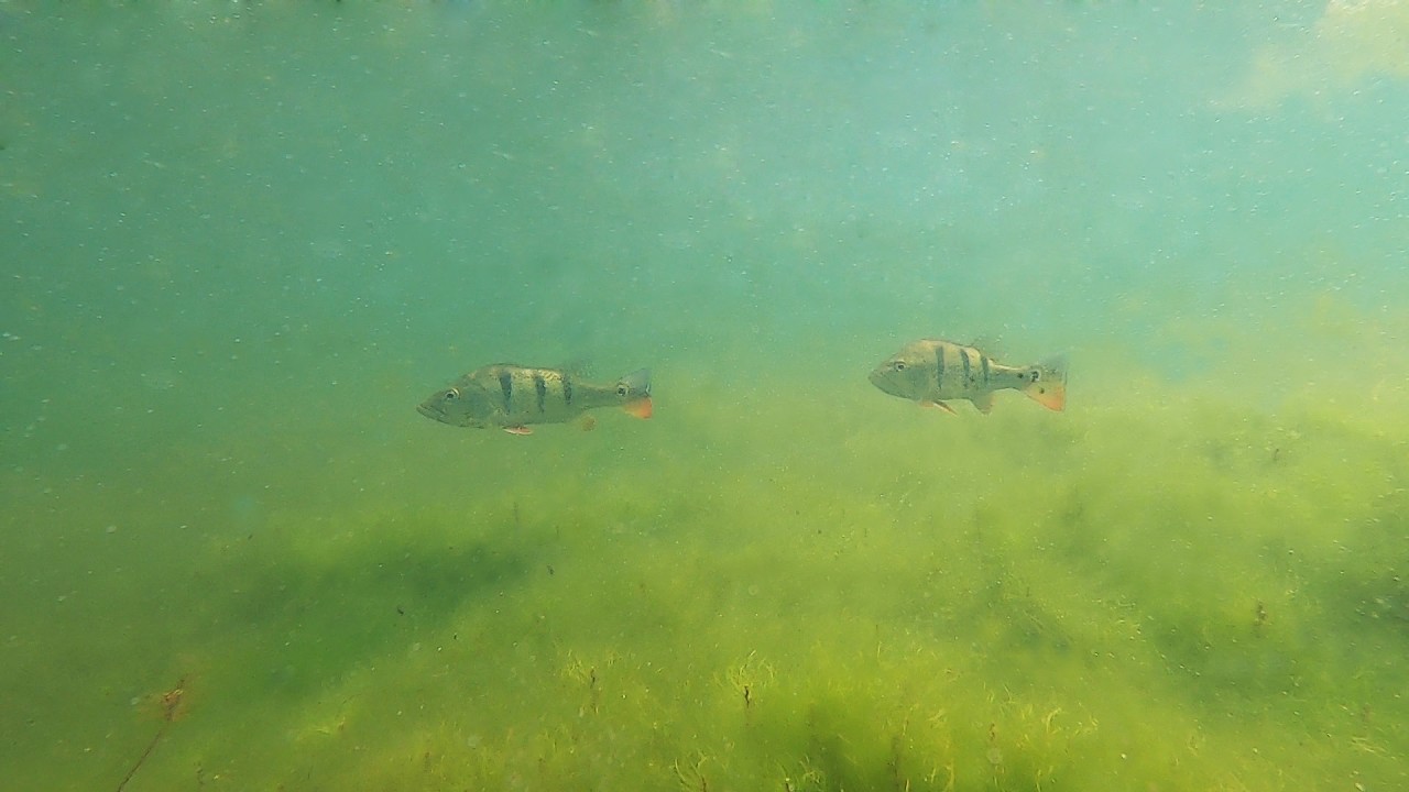 Igarapé de Jamaraquá - Rio Tapajós - Amazonas - 5