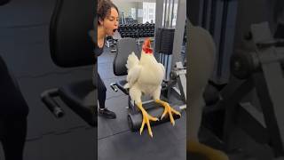 Rooster prepping for a big fight 🐓 #exercise #gym #rep #gymcock #fight #sweat #viral #trending #fyp