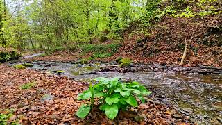 Calm your nerves, relax and unwind to the sound of a stream in the forest. Relaxing sounds of nature